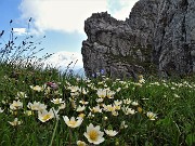 CIME ALBEN fiorite ad anello dal Passo Crocetta-22giu21-  FOTOGALLERY